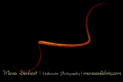 whip by Mona Dienhart 